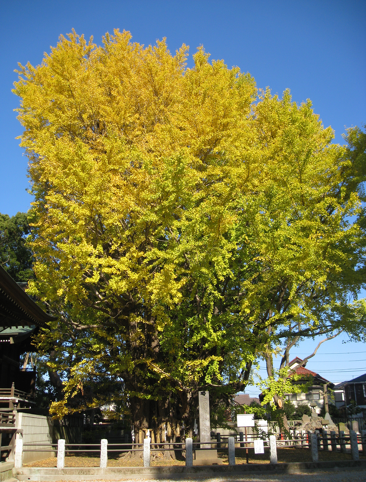 국가지정 천연기념물 가쓰시카 하치만구 신사 센본 이초 은행나무
